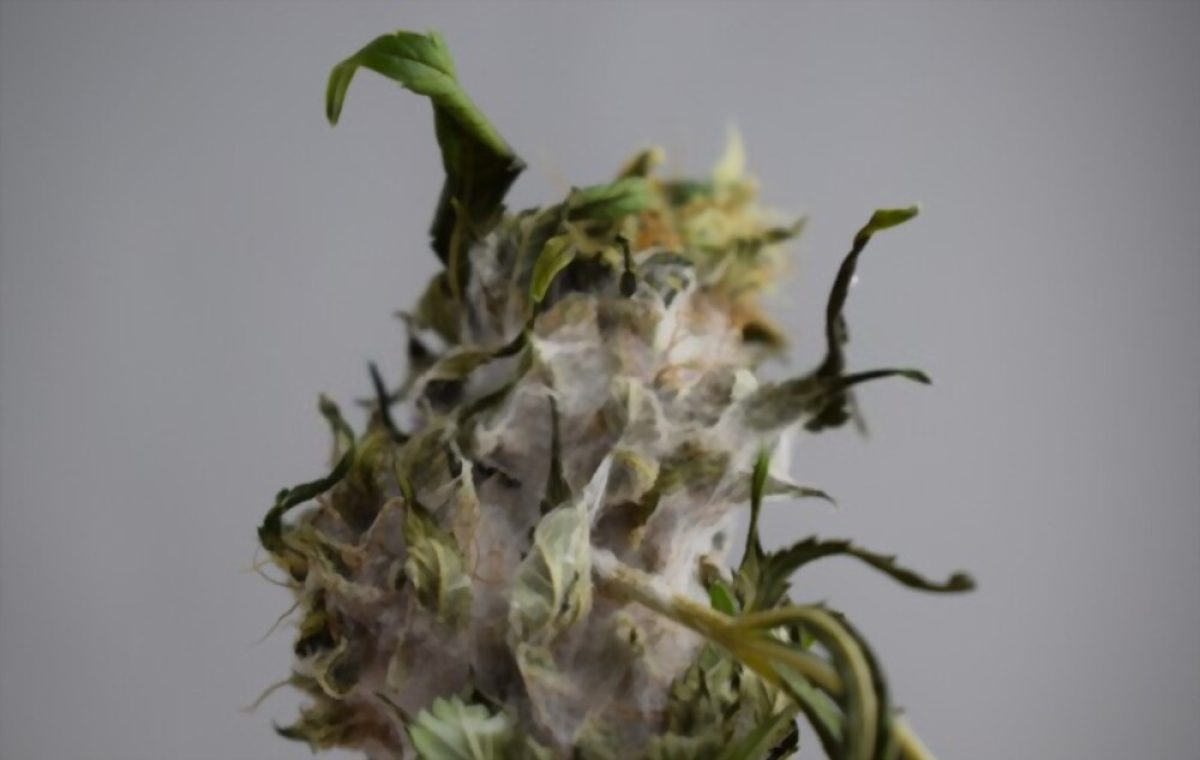 Moldy Weed