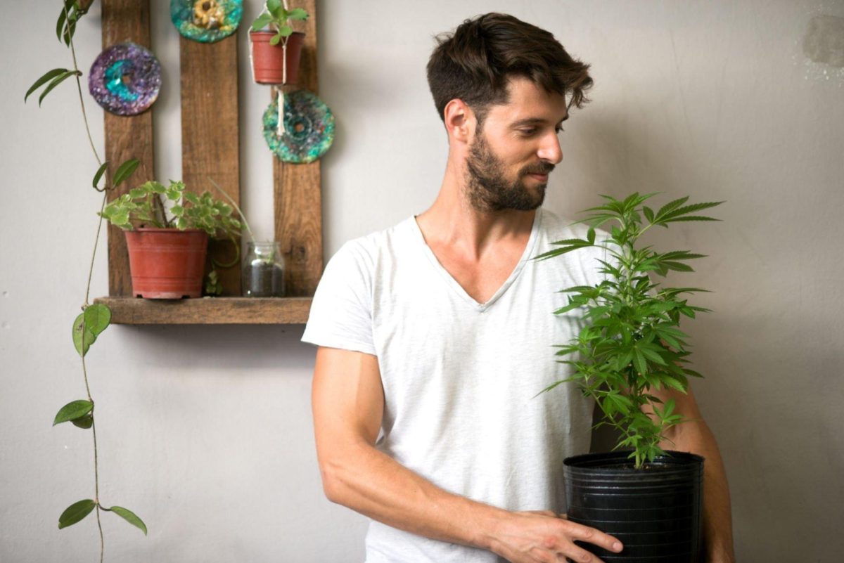 How Many Cannabis Plants Can You Grow Legally?