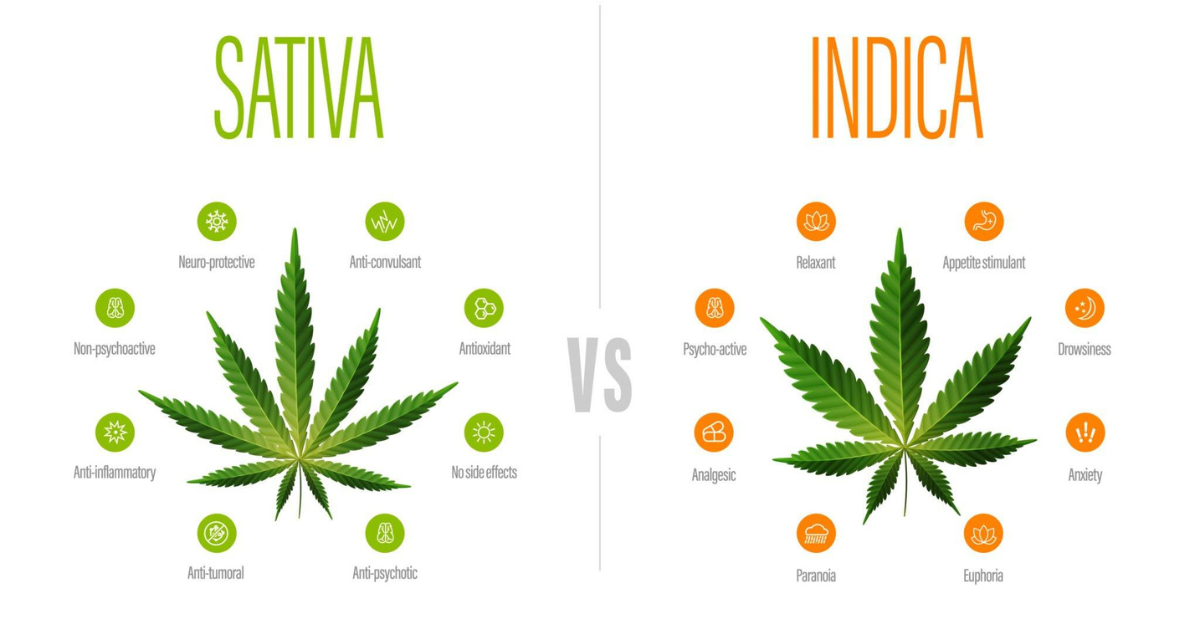 Sativa or indica for inflammation